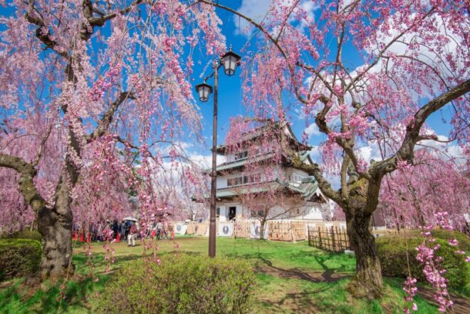 Die Burg Hirosaki ist zur Kirschblütenzeit besonders beliebt.