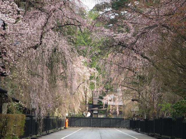 Kirschblüten im Kakunodate Samurai Bezirk in Akita.