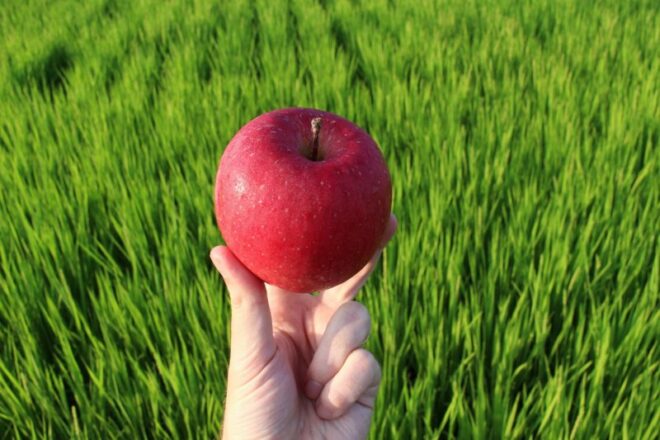 Aomori ist in ganz Japan bekannt für seine Äpfel.
