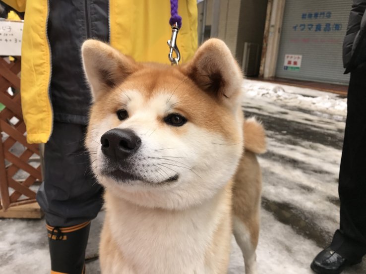 Akita - Top 10 Attraktionen 7 Akita Hunde sind nicht nur in Japan beliebt.