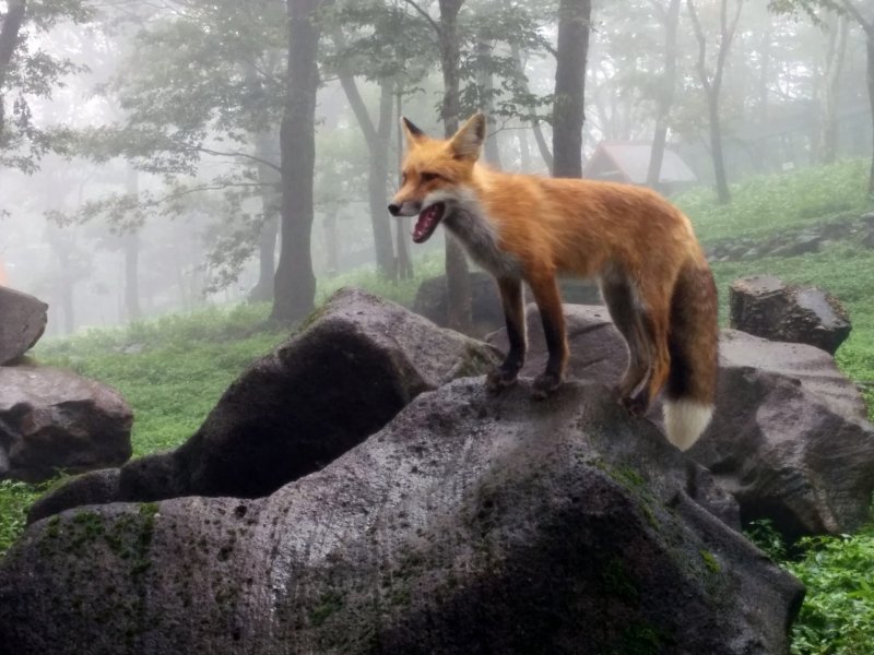 Miyagi - Top 10 Attraktionen 8 Das Zao Fuchsdorf ist eine Attraktion Miyagis, jedoch sollte das Tierwohl im Vordergrund stehen.