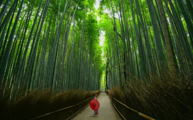 Der Bambuswald von Arashiyama - JapanTravel