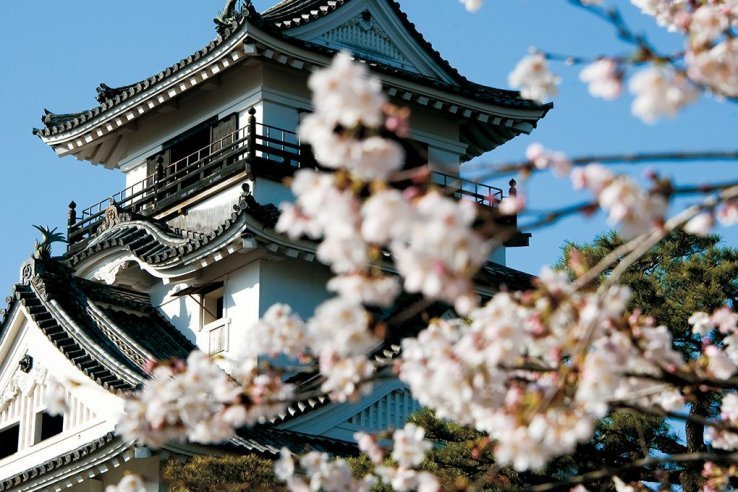 Kochi - Top 10 Attraktionen 1 Die Burg Kochi zur Kirschblüte.