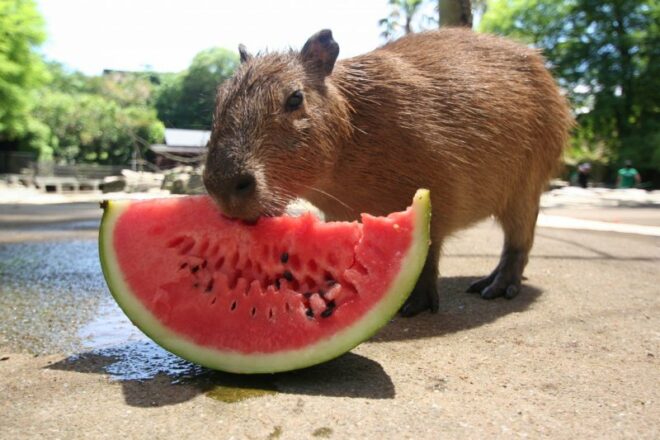 Capybara im Nagasaki Bio Park.