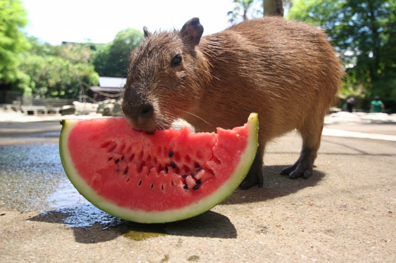 Nagasaki - Top 10 Attraktionen 3 Capybara im Nagasaki Bio Park.