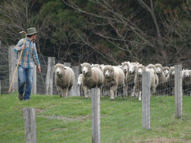Schafe auf der Koiwai Farm.