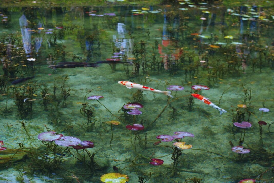 Teich JapanTravel