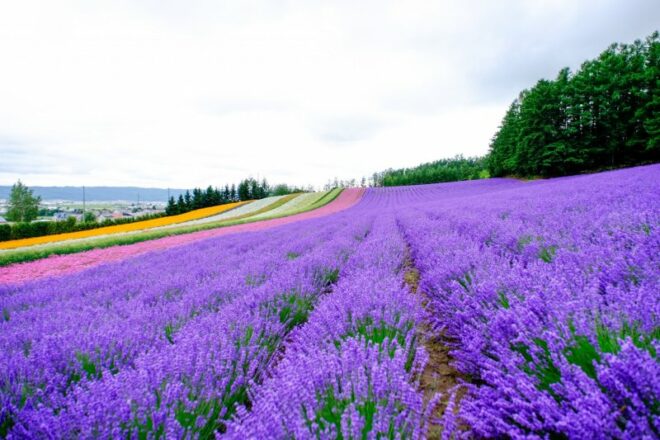 Blühender Lavendel auf der Tomita Farm, Hokkaido.