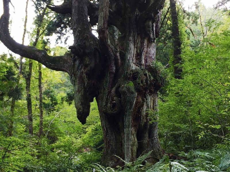 Shimane - Top 10 Attraktionen 7 Die Oki Inseln gehören zur Präfektur Shimane und bietet unberührte Natur.