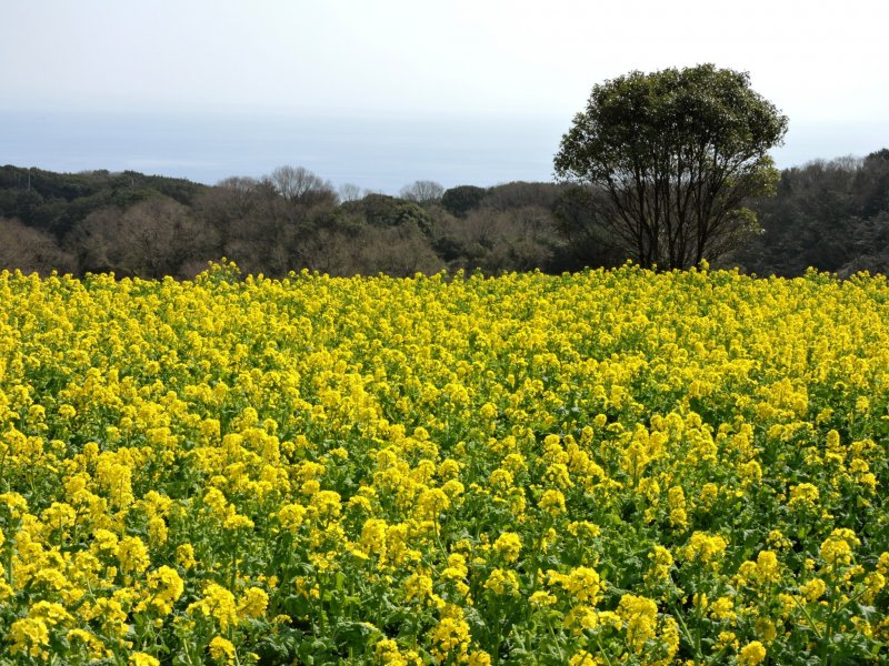 Insel Awaji - Top 10 Attraktionen 7 Blumenmeer im Hanasajiki Park.