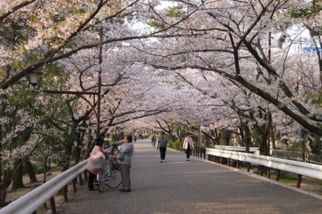 Kirschblüten entlang des Shukugawa.