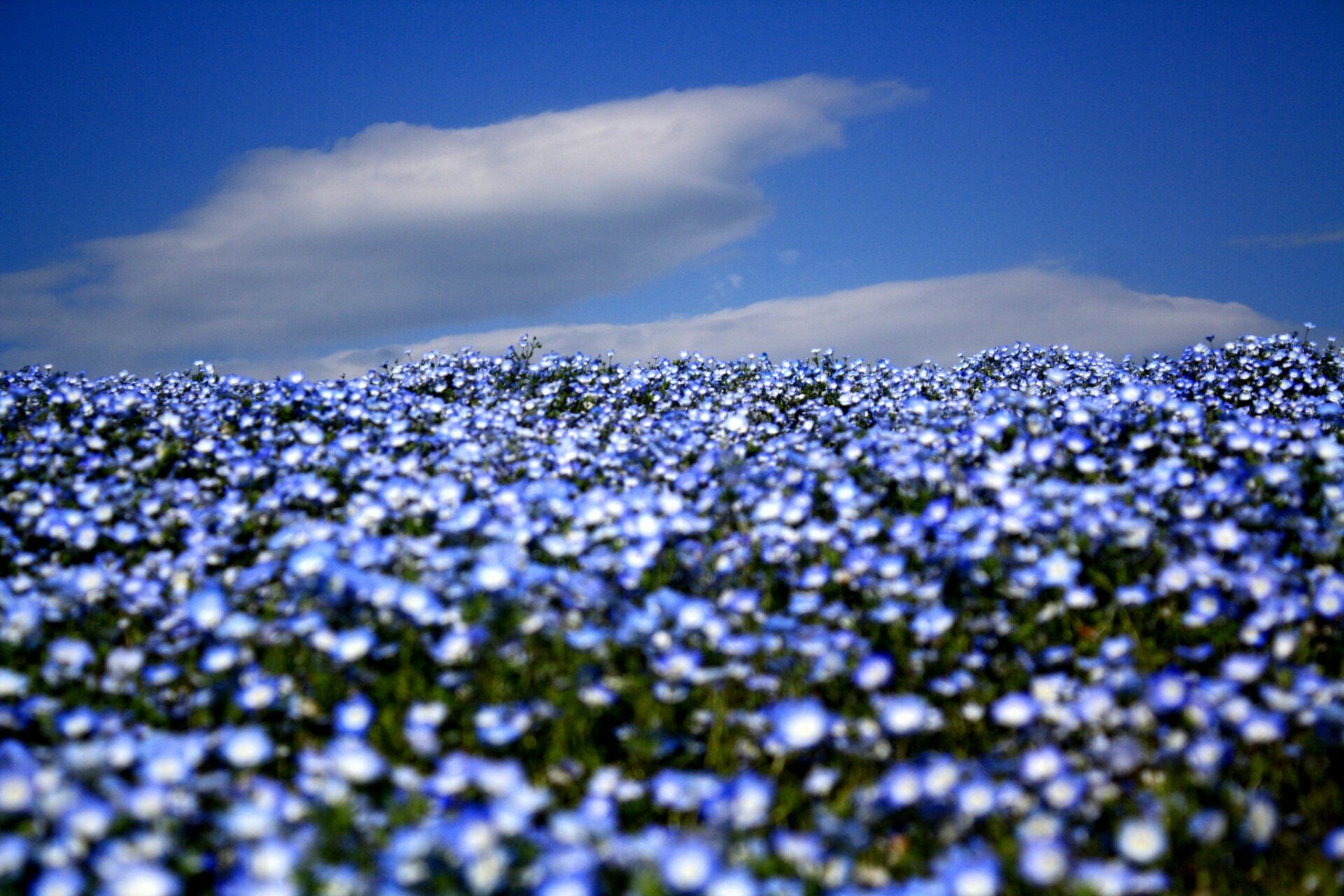 Ibaraki Top 10 Attraktionen JapanTravel