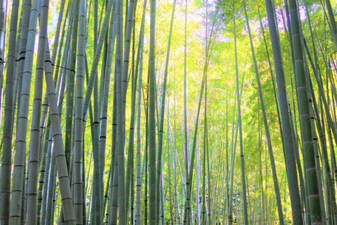 Der Bambuswald des Hokokuji Tempels.
