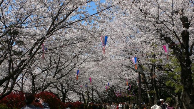 Kirschbäume im  Asukayama Park im Bezirk Kita