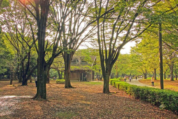 Yoyogi Park: Ruhige Oase mitten in Tokyo