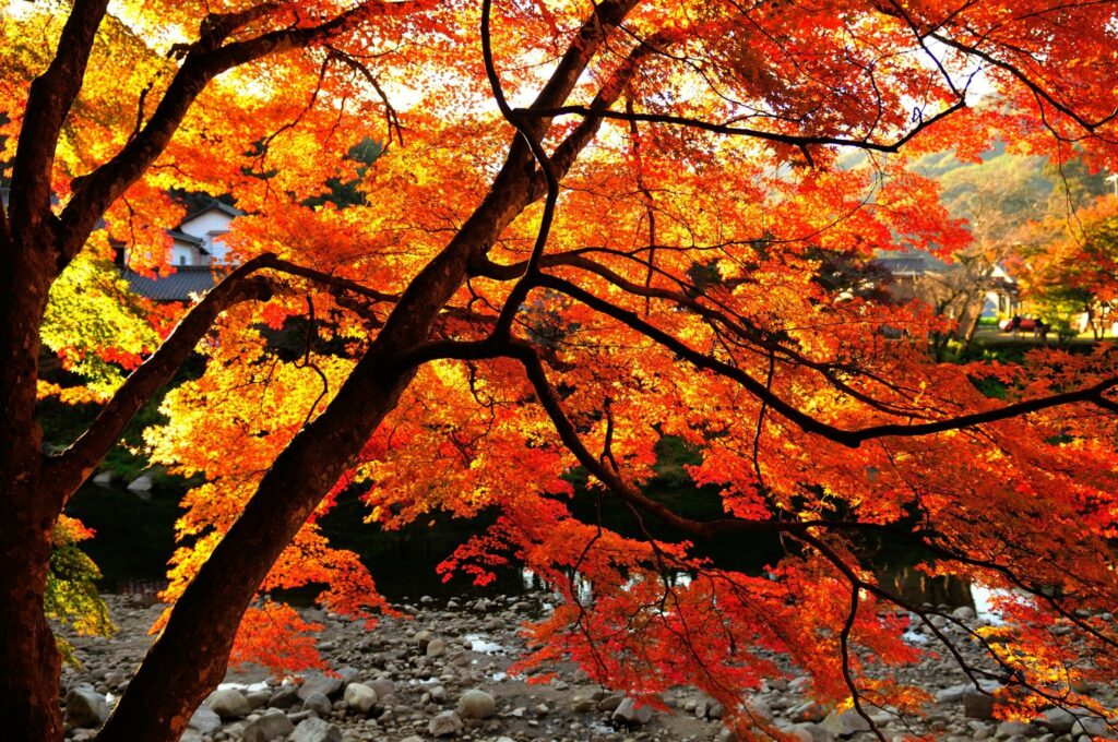 Wunderschönes Herbstlaub in Aichi