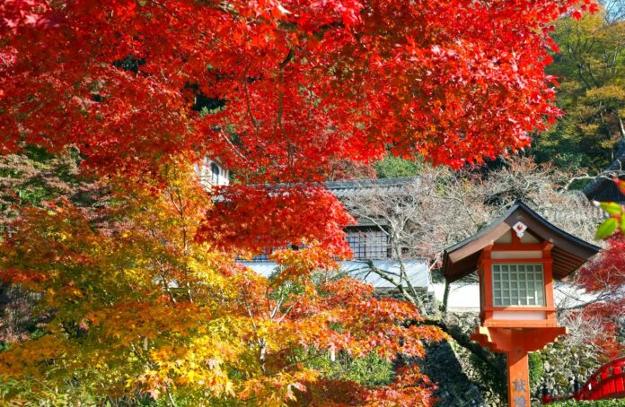 Herbstlaub im Minoo Park in Osaka.