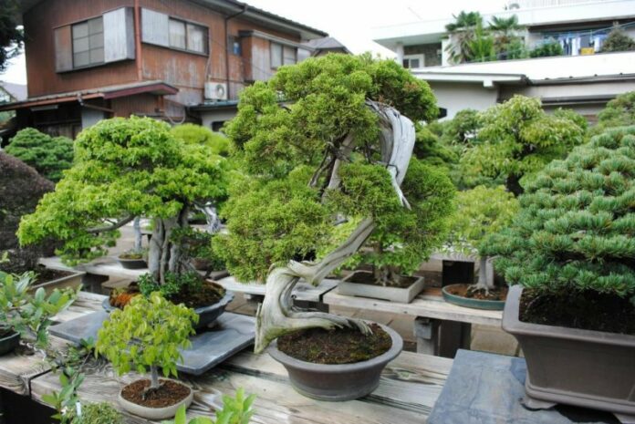 Gartenkunst im Omiya Bonsai Dorf.