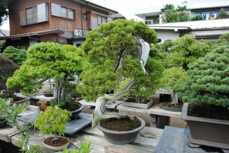 Omiya Bonsai Dorf