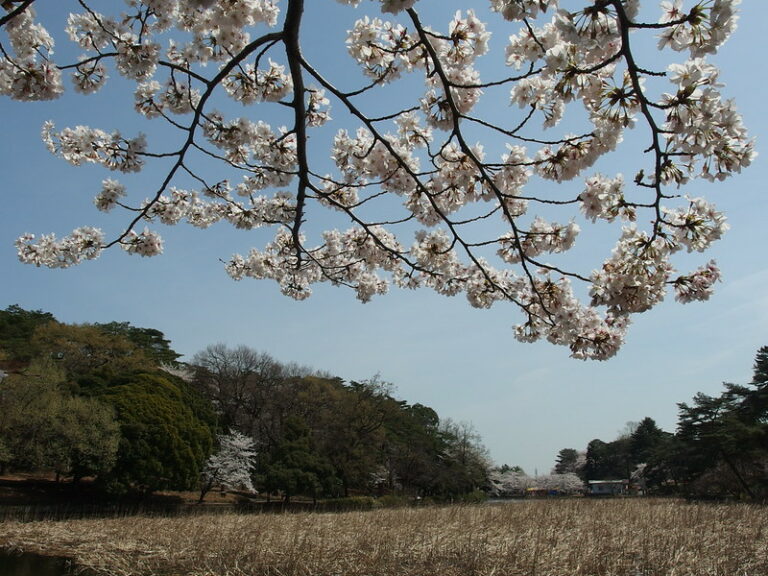 Omiya Park