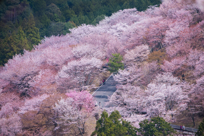 Top 10 Orte zur Kirschblüte in Japan 4 Der Berg Yoshino ist einer der beliebtesten Orte, um die Kirschblüte zu sehen