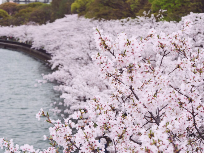 Blütenpracht im Kema Sakuranomiya Park