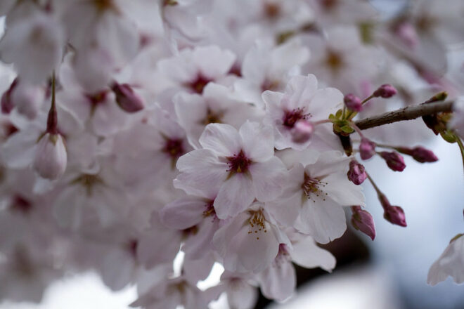 Blüte der Kirschbaumart Somei Yoshino