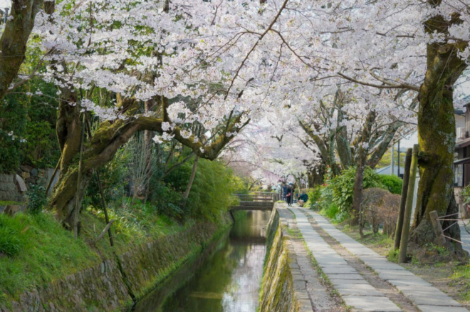 Kirschblüte und Idylle in Kyoto