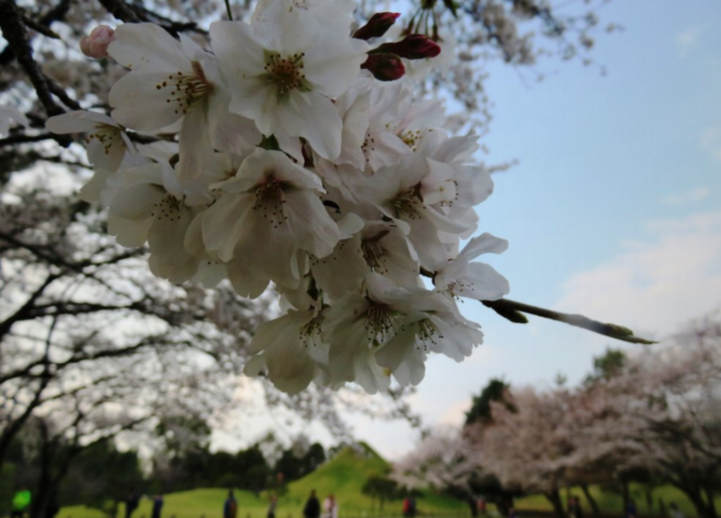 Kirschblüten vor dem Miniatur-Fuji im Suizenji Park