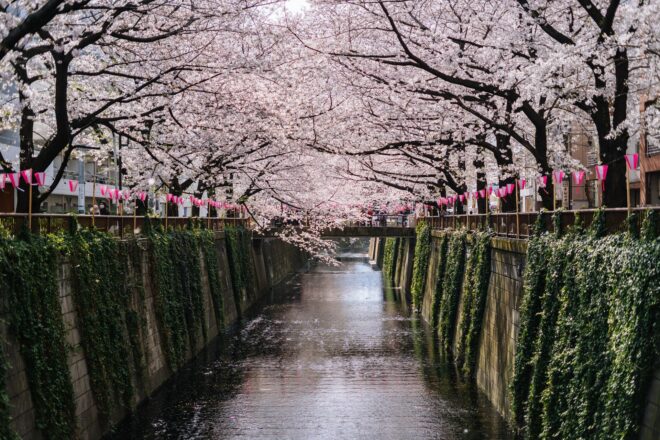Kirschbäume am Fluss Meguro