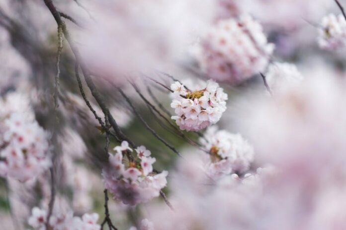 Japanische Kirschblüten gibt es in vielen Varianten.