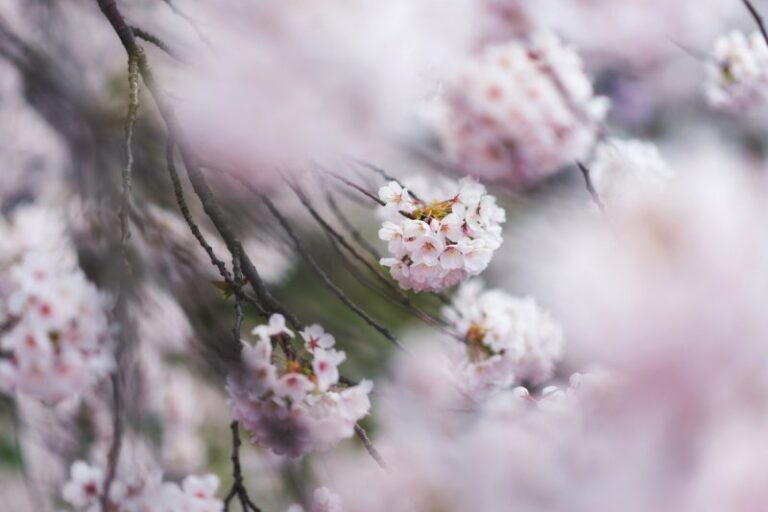 8 Arten von Kirschblüten in Japan