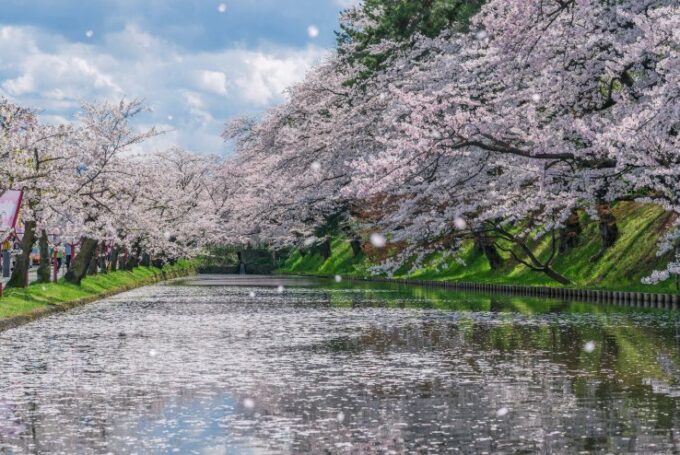 Kirschblüten im Burggraben in Hirosaki.