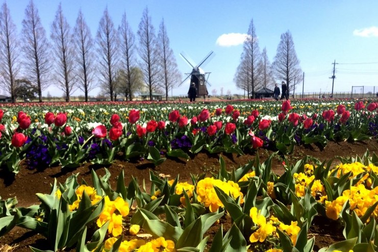Tulpen in Chiba