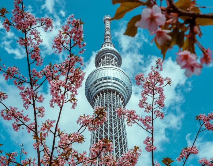 Die Kirschblüte in Tokyo