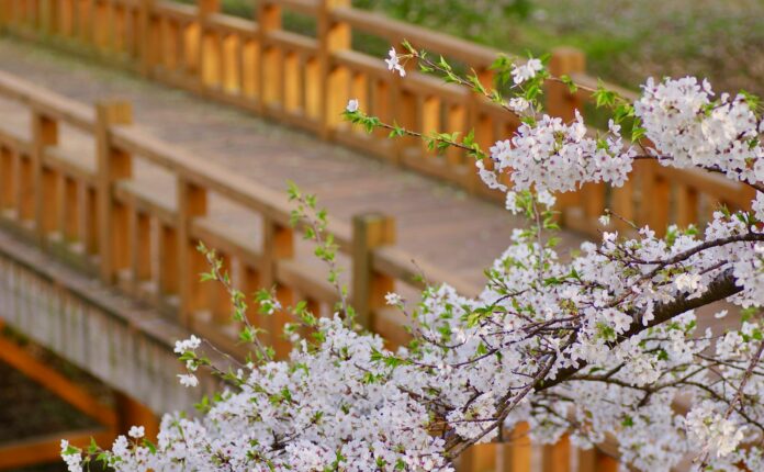 Die besten Orte, um Kirschblüten in Japan zu sehen