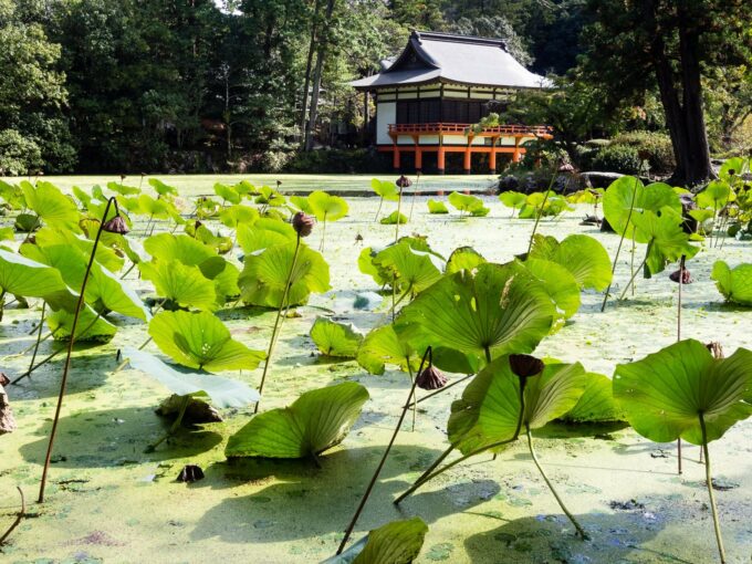 Lotus-Teich auf dem Gelände des Osu Schreins.