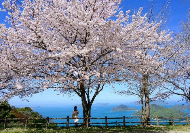 Kirschbaum mit toller Aussicht in Kagawa