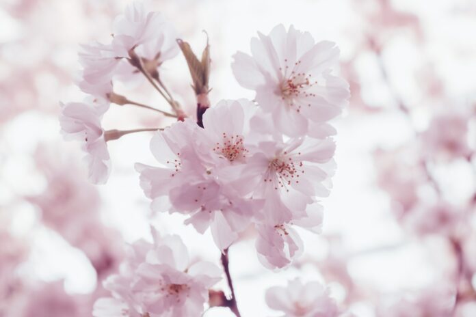 Sakura: die berühmte Kirschblüte in Japan