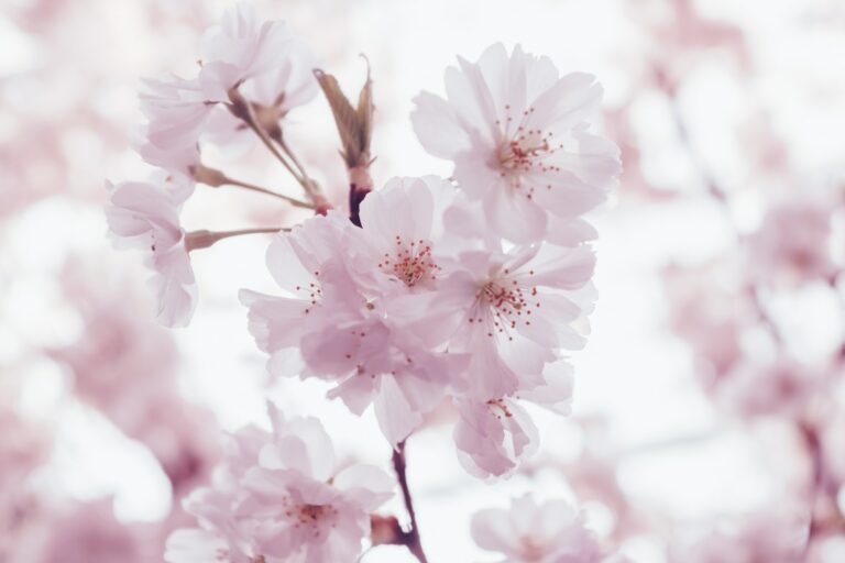 Sakura: Kirschblüte in Japan
