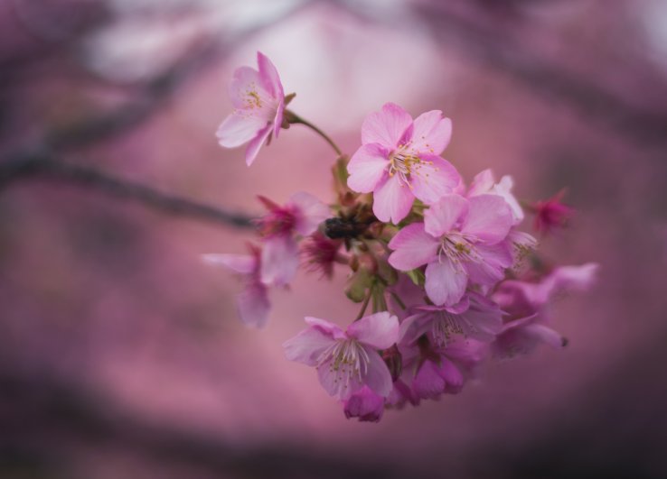 Die Kawazuzakura besticht mit auffällig pinken Kirschblüten.