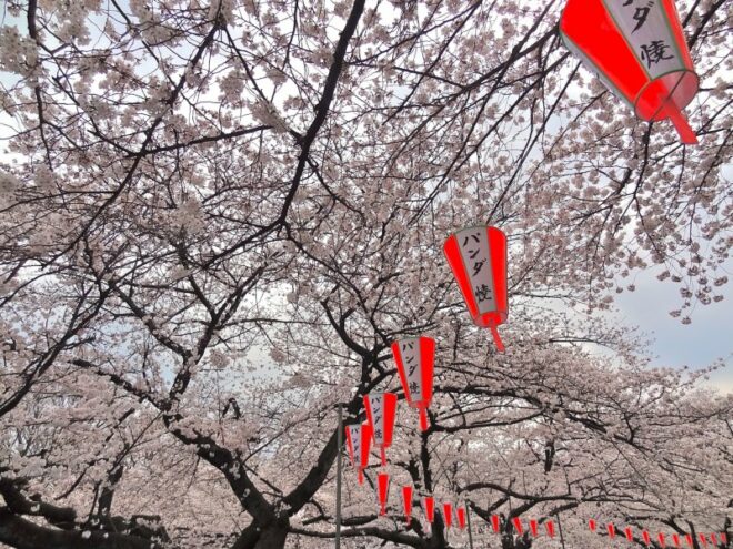 Kirschblüten im Ueno Park