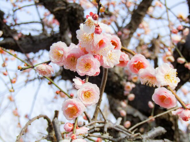 Ume: die japanische Pflaume trägt tolle Blüten