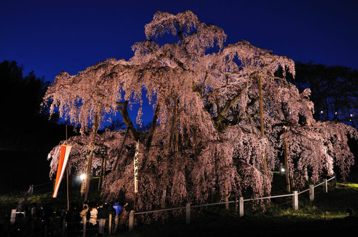 Japan besitzt einige sehr alte und berühmte Kirschbäume.