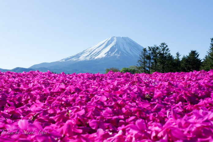 Yamanashi bietet im Frühling beeindruckende Blumenpracht.