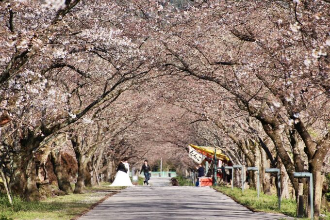 Kirschblütentunnel im Kagamino Park.