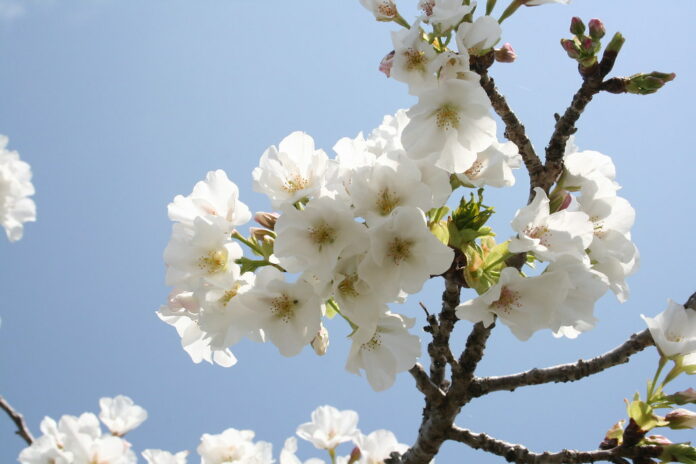 Kochi verwandelt sich im Frühling in ein Blütenparadies.