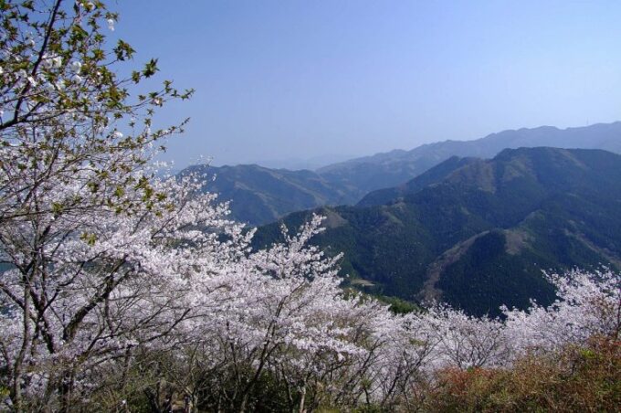Sakurayama im Frühling.