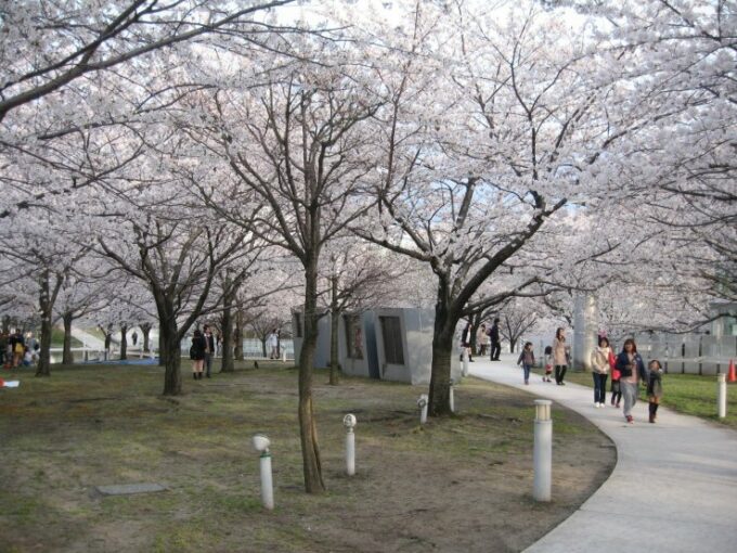 Kirschbäume im Hakusan Park.
