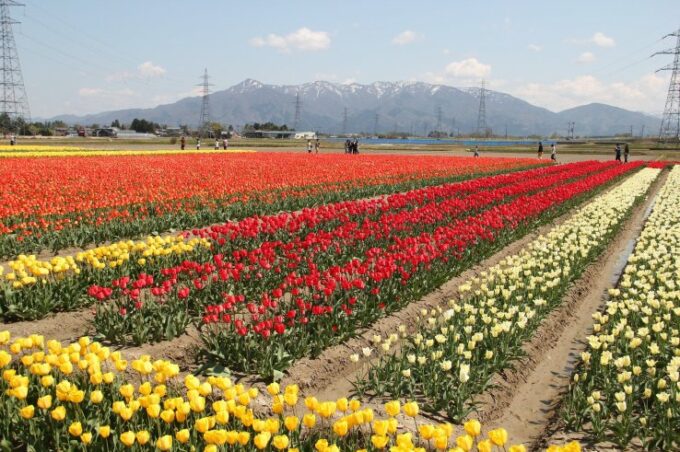 Gosen ist einer von Japans größten Tulpen-Produzenten.